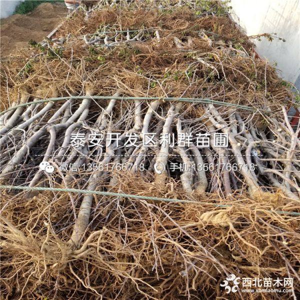 出售樱桃树苗、樱桃树苗多少钱一棵、樱桃树苗基地