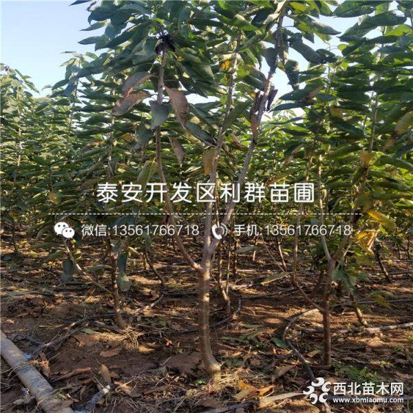 罗亚明樱桃树苗、罗亚明樱桃树苗价格、山东罗亚明樱桃树苗基地