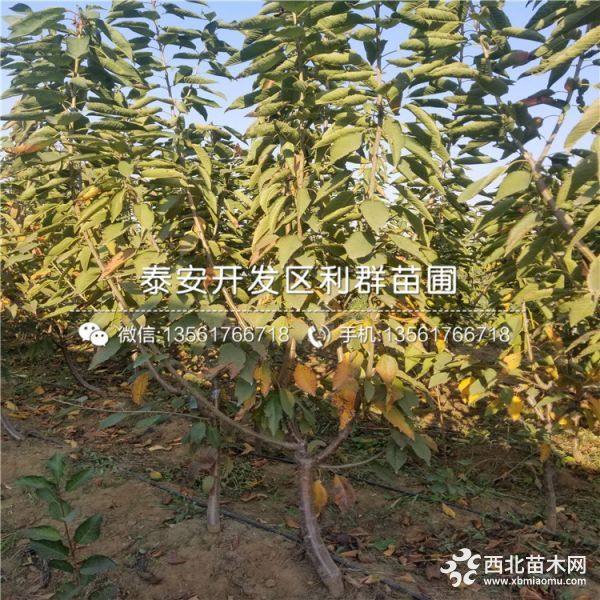 矮化櫻桃苗 矮化櫻桃苗批發(fā) 矮化櫻桃苗價格