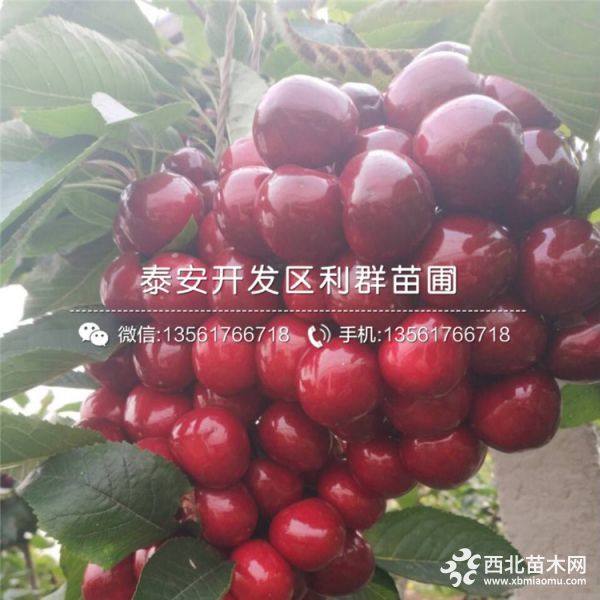 出售瑪瑙紅櫻桃苗、瑪瑙紅櫻桃苗價(jià)格、瑪瑙紅櫻桃苗基地