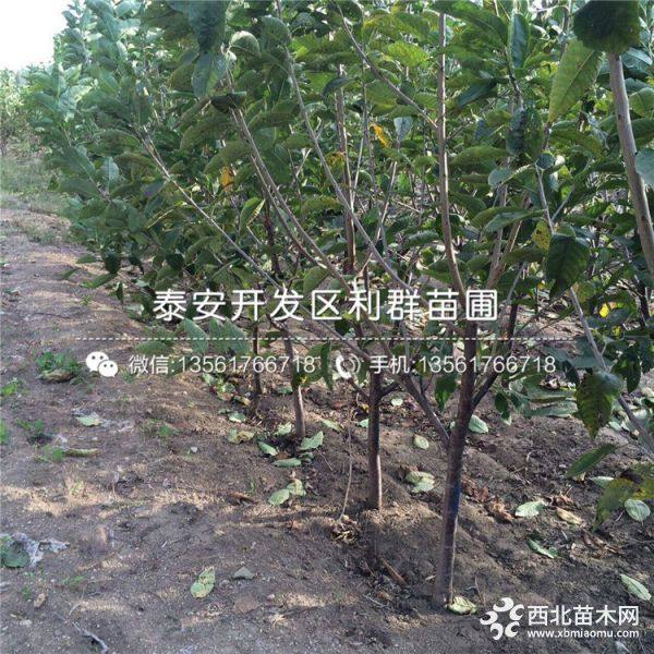 红蜜樱桃苗 红蜜樱桃苗价格 红蜜樱桃苗基地