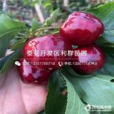 3公分黑珍珠櫻桃苗 3公分黑珍珠櫻桃樹苗多少錢一棵