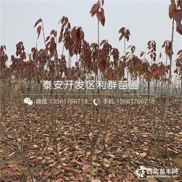 紅蜜櫻桃樹苗價格、紅蜜櫻桃樹苗多少錢一棵