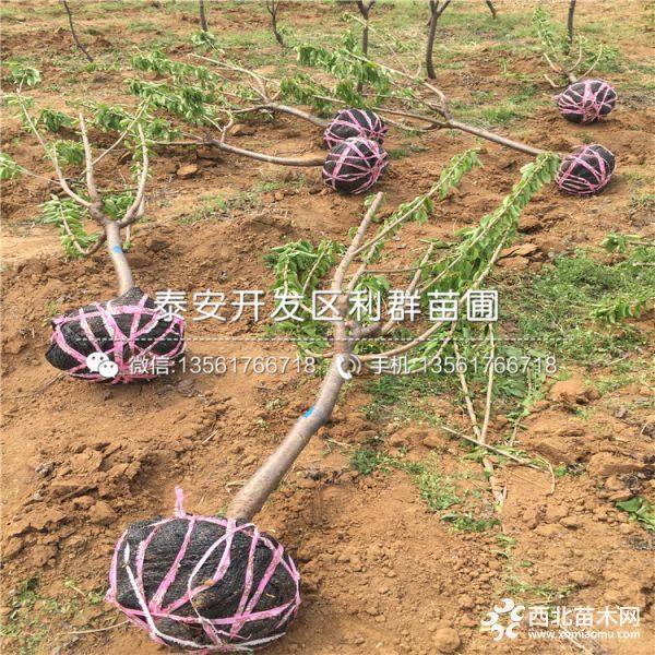 出售乌皮樱桃苗、乌皮樱桃苗多少钱一棵