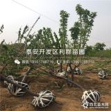 白玉櫻桃苗、白玉櫻桃苗價格多少、白玉櫻桃苗基地