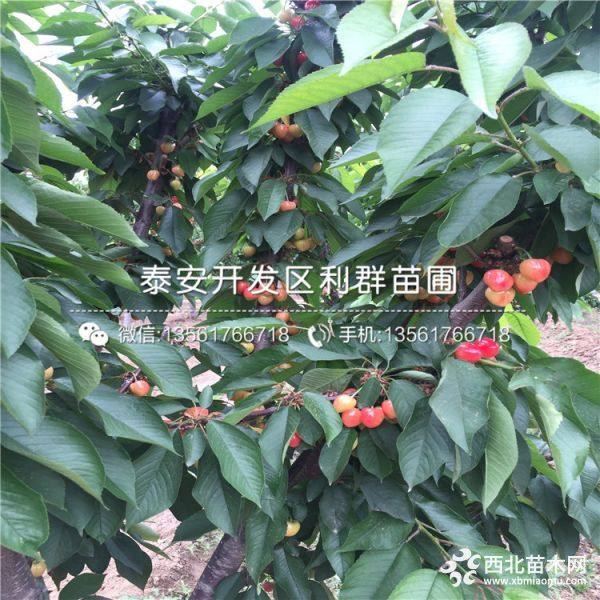 乌克兰樱桃树苗品种介绍、乌克兰樱桃树苗多少钱一棵