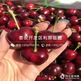 出售美早大樱桃树苗、美早大樱桃树苗多少钱一棵