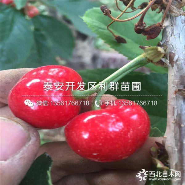 岱紅櫻桃苗 岱紅櫻桃樹苗 岱紅櫻桃樹苗價格