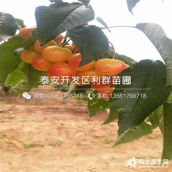 岱紅櫻桃苗 岱紅櫻桃樹苗 岱紅櫻桃樹苗價格