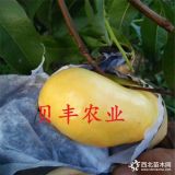 早中晚熟桃樹苗哪里有賣的出售價(jià)格多少錢 貝豐農(nóng)業(yè)專注品種果樹