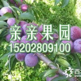 蜂糖李种植技术2020蜂糖李苗报价