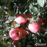 農(nóng)戶直銷魯麗蘋果苗價格 批發(fā)紅富士蘋果苗