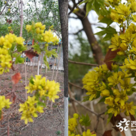 春來到，五角楓開花了！大規(guī)格五角楓工程苗余量有限