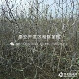 雪枣树苗 雪枣树苗新品种 雪枣树苗多少钱一棵