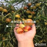 2公分枣树苗 2公分枣树苗多少钱一棵 2公分枣树苗价格