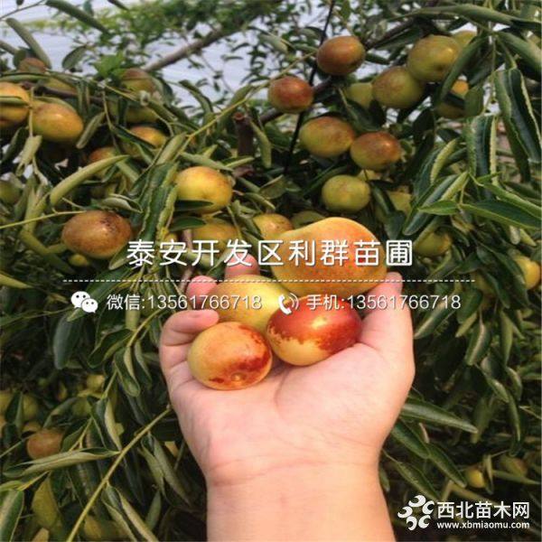 2公分枣树苗 2公分枣树苗多少钱一棵 2公分枣树苗价格