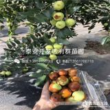 出售冬枣树苗 冬枣树苗价格多少 冬枣树苗基地