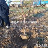 伏脆蜜枣树苗 新品种伏脆蜜枣树苗 伏脆蜜枣树苗价格