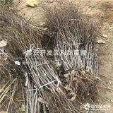 2公分枣树苗 2公分枣树苗价格多少 2公分枣树苗基地