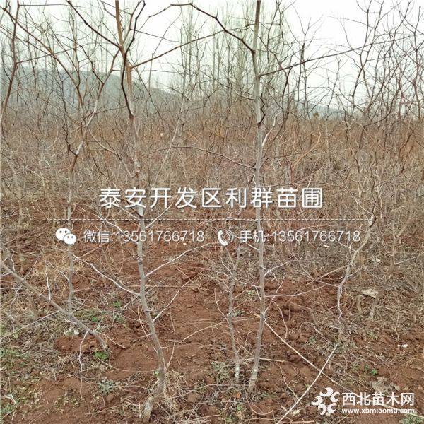 2公分枣树苗 2公分枣树苗价格多少 2公分枣树苗基地