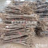 我想买枣树苗、枣树苗什么品种好、枣树苗价格多少