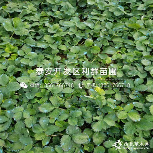 红颜草莓苗批发价格；红颜草莓苗多少钱一棵