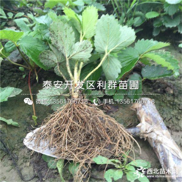 出售草莓苗、草莓苗价格多少、草莓苗基地