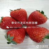 山东白草莓苗、白草莓苗新品种、白草莓苗价格多少