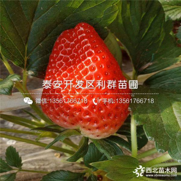 河南草莓苗、河南草莓苗品種、河南草莓苗價格多少