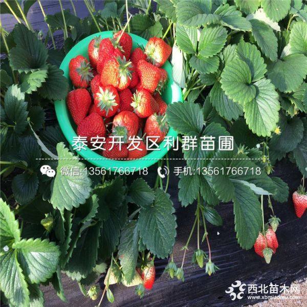 红颜草莓苗、红颜草莓苗品种、红颜草莓苗多少钱一棵