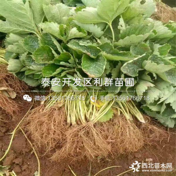 小白草莓苗、小白草莓苗批发、小白草莓苗基地