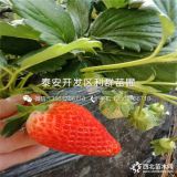 紅顏草莓苗、紅顏草莓苗價(jià)格、山東紅顏草莓苗