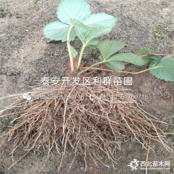 妙香草莓苗品种介绍 妙香草莓苗多少钱一棵