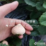 草莓苗；草莓苗价格；山东草莓苗基地