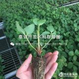 出售红颜草莓苗、红颜草莓苗多少钱一棵、红颜草莓苗基地