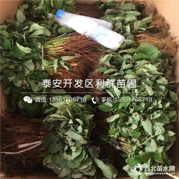 牛奶草莓苗、牛奶草莓苗价格、牛奶草莓苗批发