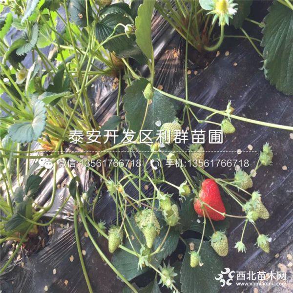 我想买章姬草莓苗、章姬草莓苗哪里有、章姬草莓苗价格是多少