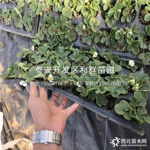 山东奶油草莓苗 山东奶油草莓苗品种 山东奶油草莓苗价格