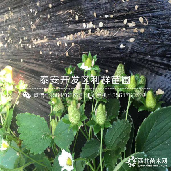 出售桃熏草莓苗、桃熏草莓苗多少钱一棵、桃熏草莓苗基地