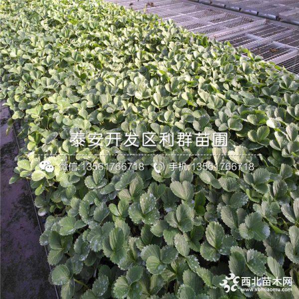 出售桃熏草莓苗、桃熏草莓苗多少钱一棵、桃熏草莓苗基地