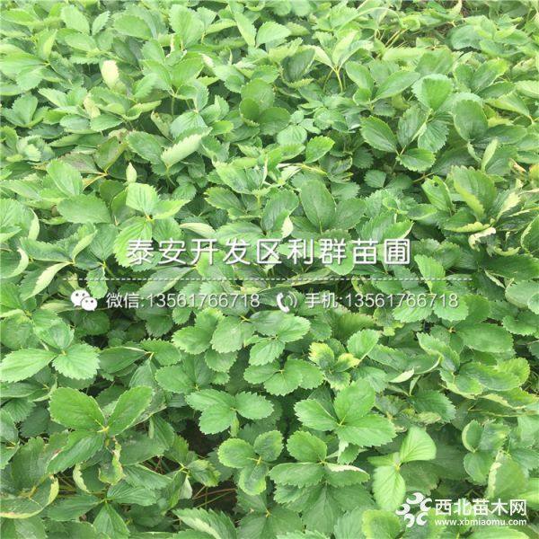 奶油草莓苗、奶油草莓苗价格多少、奶油草莓苗基地