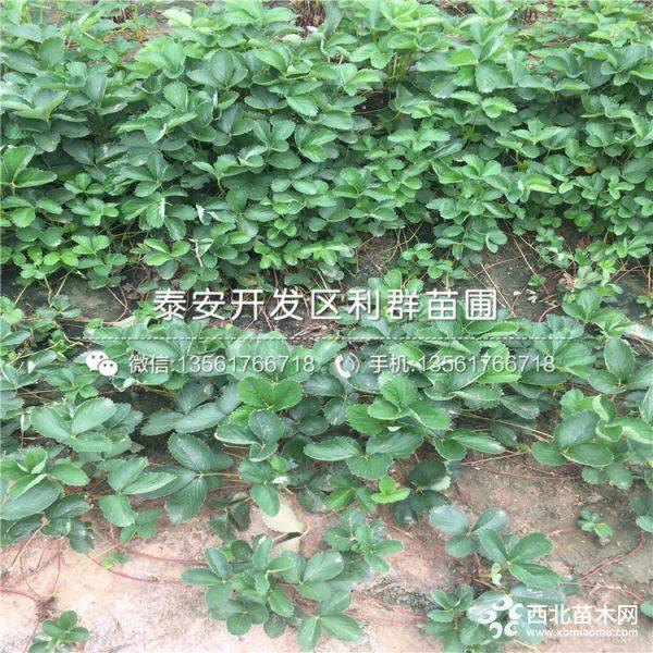 奶油草莓苗、奶油草莓苗價(jià)格多少、奶油草莓苗基地