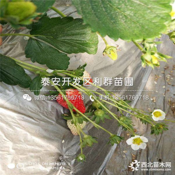 山東妙香7號(hào)草莓苗、山東妙香7號(hào)草莓苗價(jià)格及報(bào)價(jià)