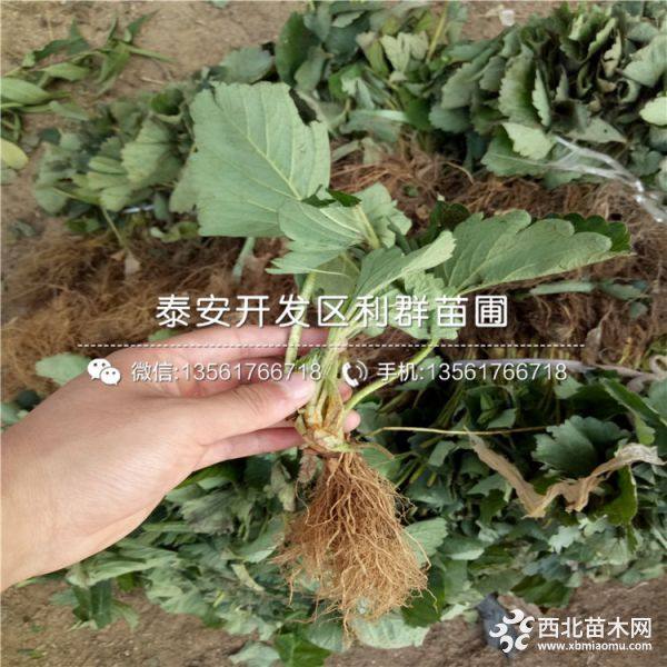 山東章姬草莓苗 章姬草莓苗價(jià)格 章姬草莓苗基地