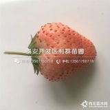 章姬草莓苗、章姬草莓苗多少錢一棵、章姬草莓苗基地