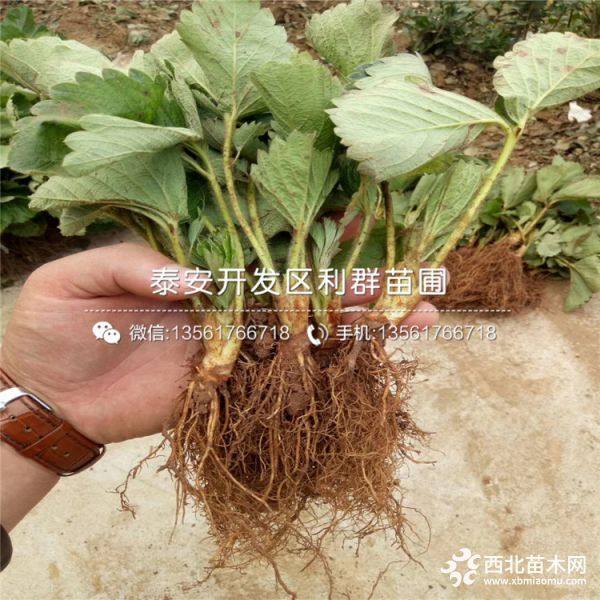 白草莓苗批发价格、白草莓苗多少钱一棵