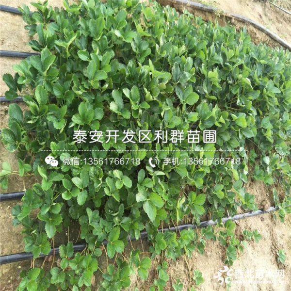 白草莓苗批发价格、白草莓苗多少钱一棵