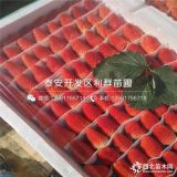 山东章姬草莓苗；章姬草莓苗价格；章姬草莓苗基地