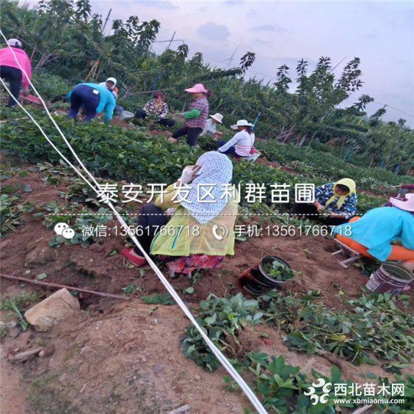 出售章姬草莓苗、章姬草莓苗价格多少、章姬草莓苗基地