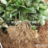 拉松6号草莓苗/拉松6号草莓苗价格及报价